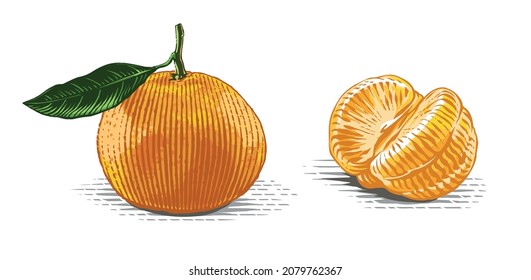 tangerine on a twig Hand drawing sketch engraving watercolor illustration style