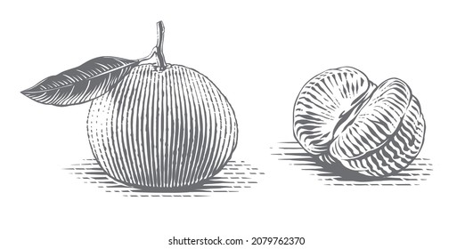 tangerine on a twig Hand drawing sketch engraving illustration style