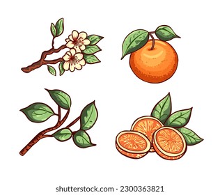 El conjunto de los elementos de la fruta anaranjada. Rama con mandarina, hojas, flores, cítricos enteros y frutos cortados. Ilustración vectorial de dibujos animados