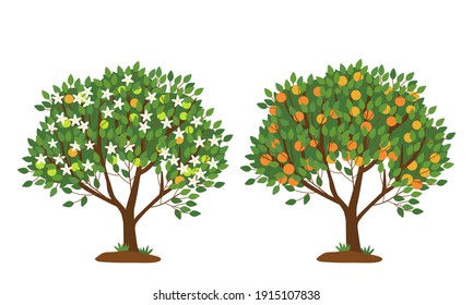 Tangerine tree in bloom and with ripe fruits isolated on white. The tree is strewn with white flowers. Bright orange fruits on the branches of a tree. Flat vector illustration.