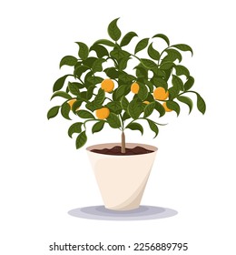 Tangerine tree. Home plant in the minimalistic pot. Home decor and gardening concept. Cute isolated vector illustration for product design and decoration