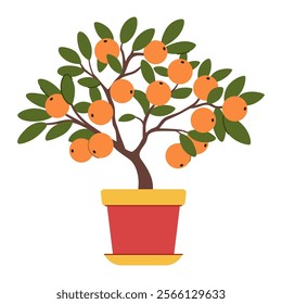 Tangerine tree in a pot. Exotic small tree with fruits. Mandarins on the tree. Isolated on white background.