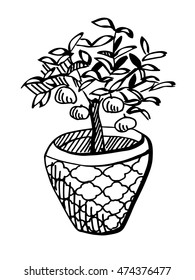 Tangerine tree in pot hand drawing. Black and white
