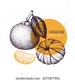 Tangerine Vintage Design Template. Hand Drawn Botanical Illustration. Engraved Vector Drawing. Citrus Fruit.