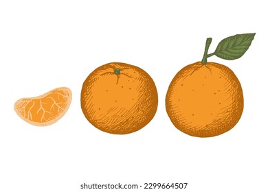 Tangerines. Decorative ornamental background with tangerines, clementines. Drawn by hand. Illustration of a fruit of a citrus plant with leaves and a fruit slice. Design element. Vector illustration. 