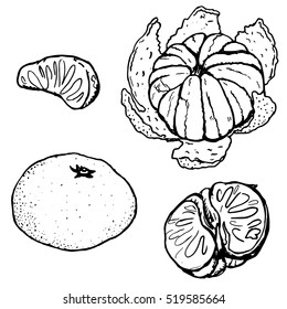 Tangerines hand drawn sketch vector illustration