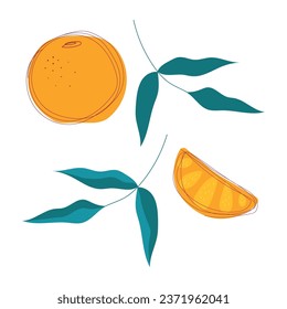 Tangerines and leaves isolated on white background. Modern vector illustration. Decorative fruits for patterns, cards, menus, posters.