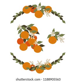 Tangerines on white background with flowers and leaves. Frame with tangerines.