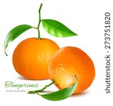 Tangerines. vector illustration.