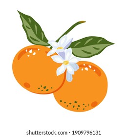 Tangerines vector. Vector illustration of orange tangerines and flowering. Scalable to any size. For fabric, covers, posters, prints, notebooks, stickers, wrapping paper, etc.