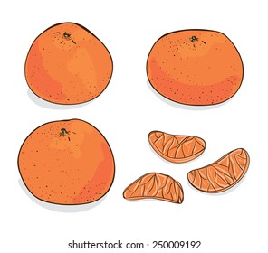 Tangerines vector sketch.