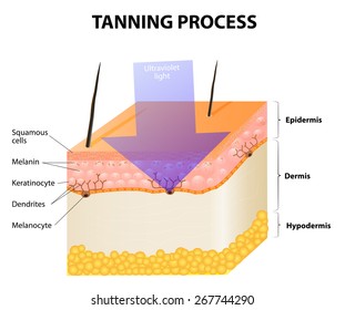 Tanning process. Skin. Human anatomy