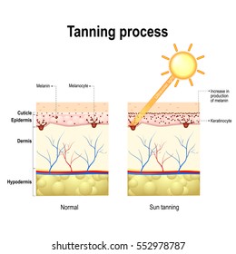 Tanning process. When ultraviolet light waves touch melanocytes, they begin to increase the production of melanin. The skin becomes dark color