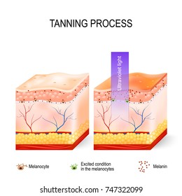 Tanning process. When ultraviolet light waves touch melanocytes, they begin to increase the production of melanin. The skin becomes dark color. Skincare