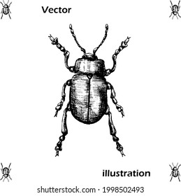 Tansy beetle. Freehand drawn vector sketch. Vintage