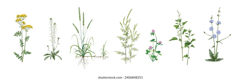 Realistische Zeichnungen von wildem Feld, Wiese, Steppe (einige medizinische) jährliche und mehrjährige Pflanzen, Gartenweeds - Tansy, Capsella, Agropyron Repens, Common ragweed, Red Klee, Orache, Chicory.