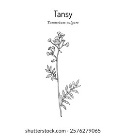 Tansy, or cow bitter, or golden buttons (Tanacetum vulgare), medicinal plant. Hand drawn botanical vector illustration