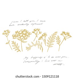 Tansy or daisy flower. Botanical illustration. Good for cosmetics, medicine, treating, aromatherapy, nursing, package design, field bouquet. Hand drawn wild hay flowers