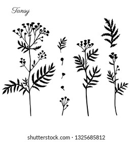 Tansy flower or Tanacetum vulgare set vector illustration isolated on white backdrop, decorative shape herbal doodle silhouette for design medicine, wedding invitation, greeting card, natural cosmetic