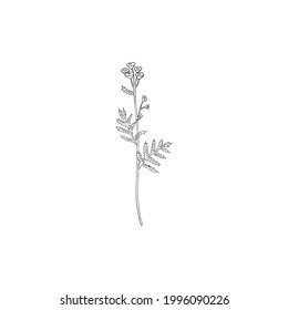 Tansy flower or Tanacetum vulgare vector illustration isolated on white backdrop, ink sketch, decorative herbal doodle, line art style for design medicine, wedding invitation, greeting card, cosmetic