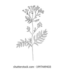 Tansy flower or Tanacetum vulgare vector illustration isolated on white backdrop, ink sketch, decorative herbal doodle, line art style for design medicine, wedding invitation, greeting card, cosmetic