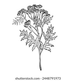 Tansy Flower vector illustration. Botanical drawing of herb on isolated background. Etching of Immortelle. Engraving of medicinal plant with leaves painted by black inks in linear style.