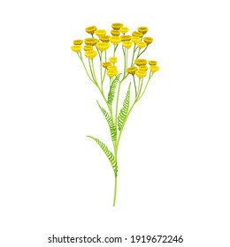 Planta de flores de tansy con flores amarillas en stem como ilustración de vector de hierbas medicinales