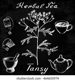 Tansy hand drawn sketch botanical illustration. Vector drawing. Herbal tea elements - cup, teapot, kettle, tea bag, bag, mortar and pestle. Medical herbs. Lettering in English. Effect chalk board