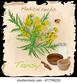 tansy herb vector illustration isolated
