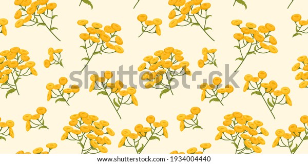 Tansy. A pattern of plants with\
yellow flowers. Botanical illustration on a beige\
background.