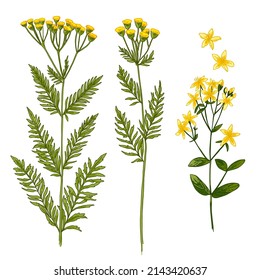 Tansy, St. John's wort plant, medical herbs and flowers, yellow flowers in the field vector sketch 