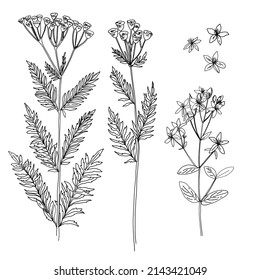 Tansy, St. John's wort plant, medical herbs and flowers, yellow flowers in the field vector sketch black line