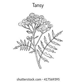 Tansy (Tanacetum vulgare), or common tansy, bitter buttons, cow bitter, or golden buttons. Hand drawn botanical vector illustration
