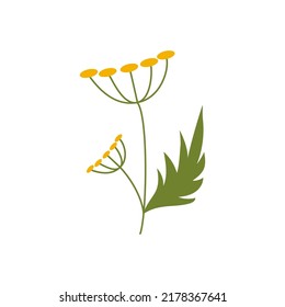 Tansy, Regenschirmpflanze. Botanische Elemente. Wiesenkräuter, Wildblume. Blumenkästen-Design-Elemente. Frühjahrsbotanische Vektorgrafik auf weißem Hintergrund