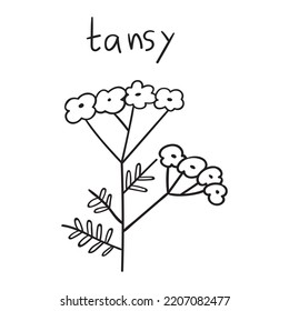 Tansy. Vector outline icon. Graphic design on white background