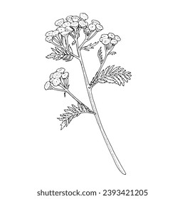 Tansy Vector outline illustration. Hand drawn graphic clipart of immortelle flower. Everlasting bouquet black line art. Officinalis herb linear drawing on isolated background. Medicinal plant sketch