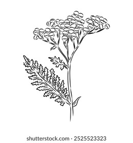 Tansy ilustración de contorno de Vector. Dibujado a mano Clipart gráfico de la flor de immortelle.