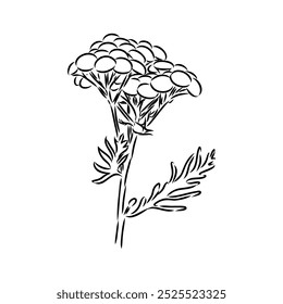 Ilustração do contorno de Tansy Vetor. Clipart gráfico desenhado à mão de flor immortelle.