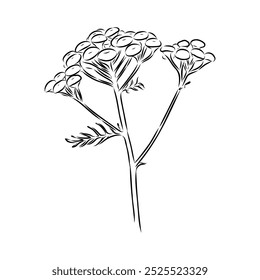 Tansy Vector outline illustration. Hand drawn graphic clipart of immortelle flower.
