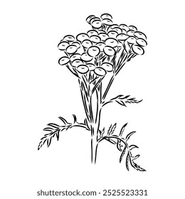 Ilustração do contorno de Tansy Vetor. Clipart gráfico desenhado à mão de flor immortelle.