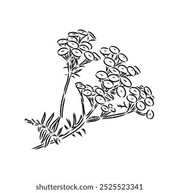 Ilustração do contorno de Tansy Vetor. Clipart gráfico desenhado à mão de flor immortelle.