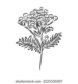 Ilustração do contorno de Tansy Vetor. Clipart gráfico desenhado à mão de flor immortelle.