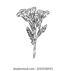 Tansy ilustración de contorno de Vector. Dibujado a mano Clipart gráfico de la flor de immortelle.