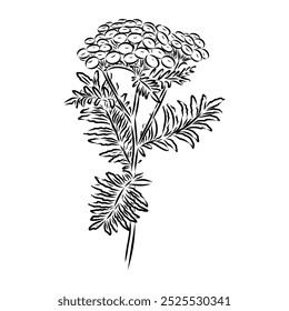 Tansy Vector outline illustration. Hand drawn graphic clipart of immortelle flower.