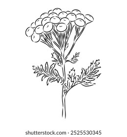 Tansy Vector outline illustration. Hand drawn graphic clipart of immortelle flower.