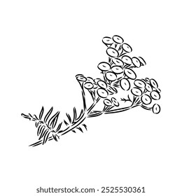 Tansy Vector outline illustration. Hand drawn graphic clipart of immortelle flower.