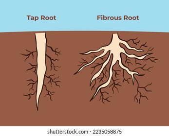 Tap root and fibrous root full colored vector illustrations with ground and blue sky background for biology student work book. Pictogram drawing with cartoon flat colored art style isolated.