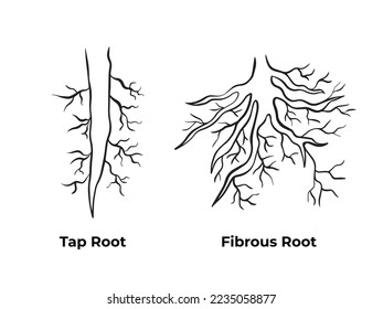 Tap root and fibrous root monochrome black and white outlined simple vector illustration isolated on plain background. Pictogram with cartoon simple art styed for biology student school book.