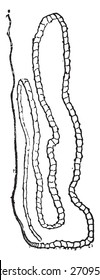 Tapeworm Or Cestoda, Vintage Engraved Illustration. Natural History Of Animals, 1880.
