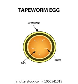 58 Ascaris Lumbricoides Stock Vectors, Images & Vector Art | Shutterstock